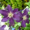 Clematis etoile violet: recenzije, grupa za obrezivanje, njega